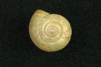 藏品(球蝸牛)的圖片